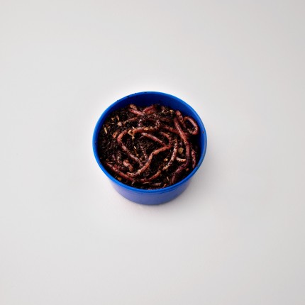 Lombrico da innesco 2