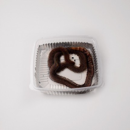 Verme di Rimini vivo 2